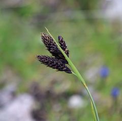 Carex atrata