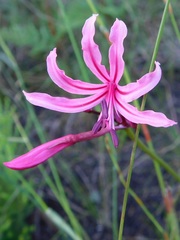 Nerine humilis