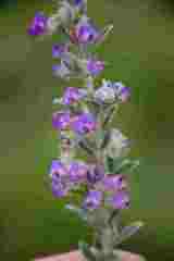 Lotononis lotononoides