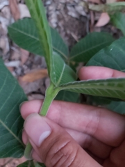 Alstonia muelleriana