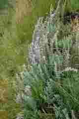 Lotononis lotononoides