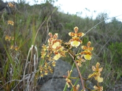 Vitekorchis excavata