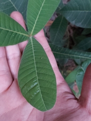 Alstonia muelleriana
