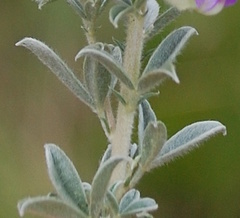 Lotononis lotononoides