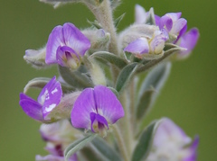 Lotononis lotononoides