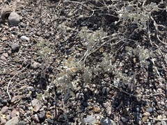 Atriplex barclayana