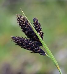 Carex atrata