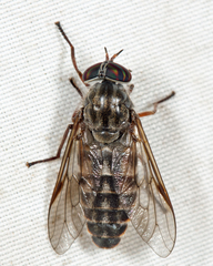 Hybomitra microcephala