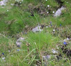 Carex atrata