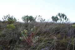 Leucadendron daphnoides