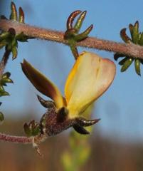 Aspalathus retroflexa retroflexa