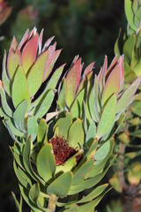 Leucadendron daphnoides