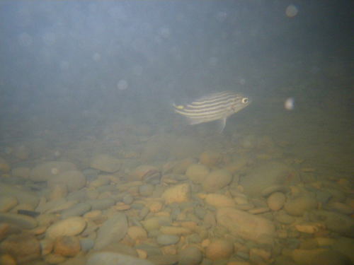 Hephaestus trimaculatus
