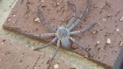 Isopeda canberrana