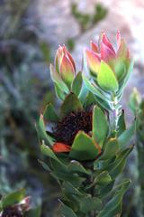 Leucadendron daphnoides