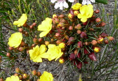 Hibbertia acerosa
