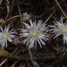 Mesembryanthemum pallens - Photo (c) Tony Rebelo, algunos derechos reservados (CC BY-SA)