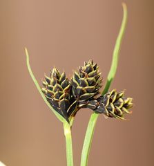 Carex parviflora
