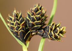 Carex parviflora