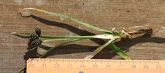 Carex parviflora