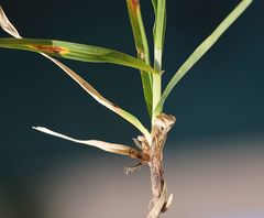 Carex parviflora