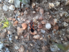 Spilostethus pacificus