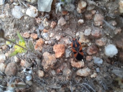 Spilostethus pacificus