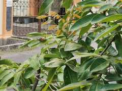 Doleschallia bisaltide