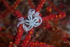 Astrocladus euryale