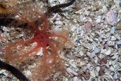Thyone aurea