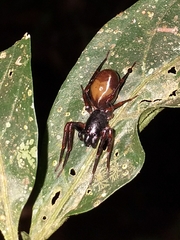 Corinninae