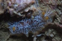 Doriopsilla areolata