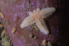 Allostichaster capensis