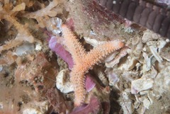 Allostichaster capensis