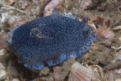 Dendrodoris caesia