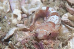 Apletodon pellegrini