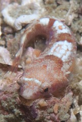 Apletodon pellegrini