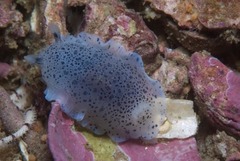 Dendrodoris caesia