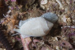Marginella