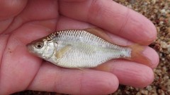 Acheilognathus rhombeus