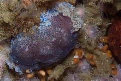 Dendrodoris caesia