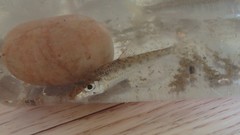 Hemibarbus longirostris