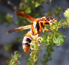 Polistes marginalis