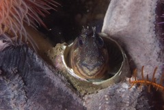 Chalaroderma ocellata