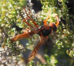 Polistes marginalis