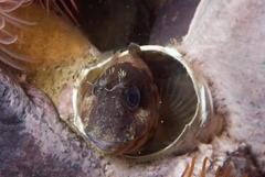 Chalaroderma ocellata