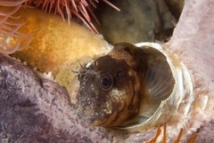 Chalaroderma ocellata