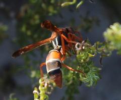Polistes marginalis