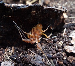 Erginulus roeweri