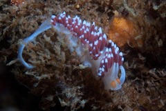 Cratena capensis